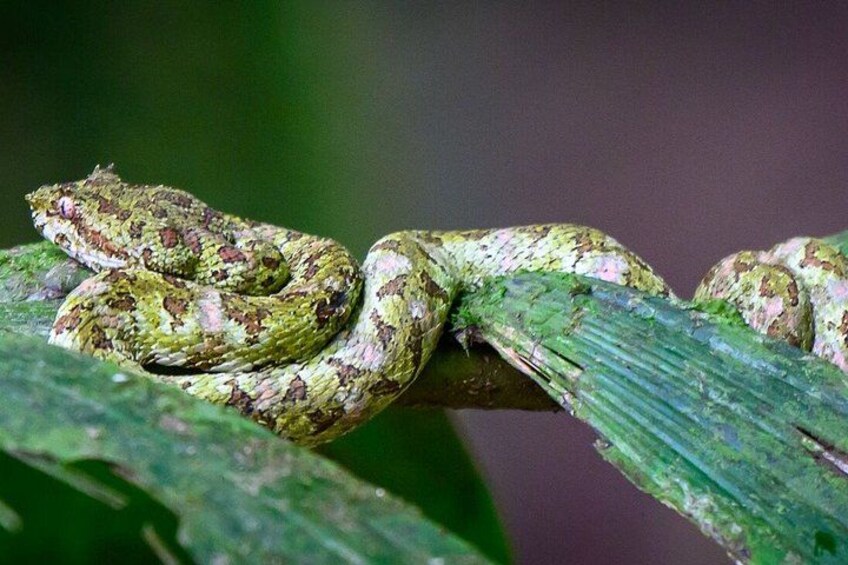 A coiled snake on a green leaf. 2