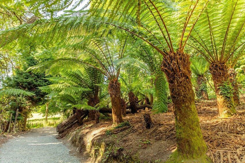 A forest with ferns and a gravel path. 3