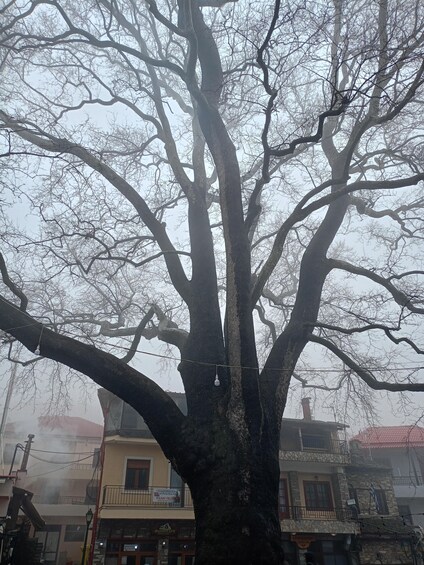 A large tree with bare branches, a street lamp, and buildings in the background. 3