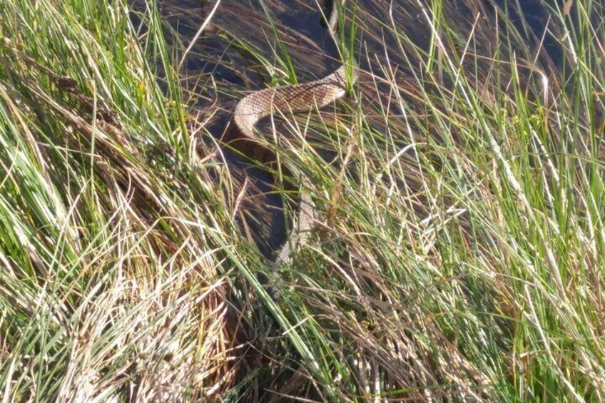 A snake camouflaged in tall grass near a water body. 4