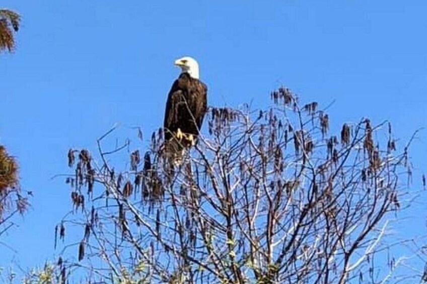 A bald eagle perched on a tree branch. 5