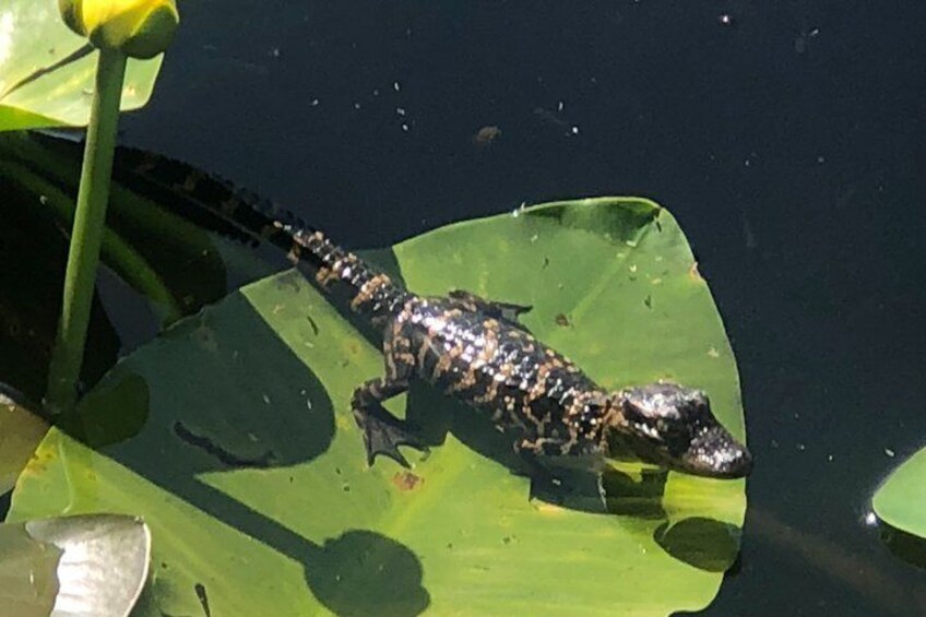 A crocodile resting on a lily pad in water. 2