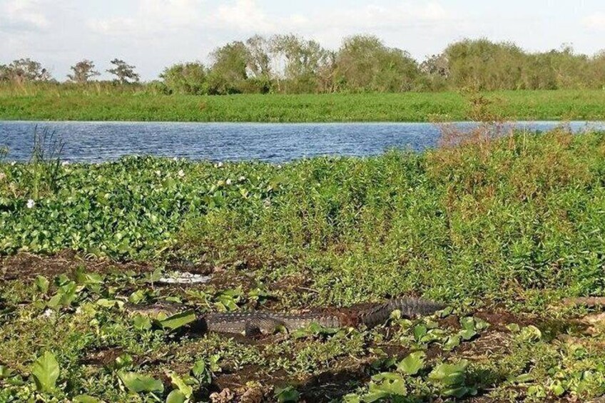 A water body surrounded by dense vegetation and trees. 3