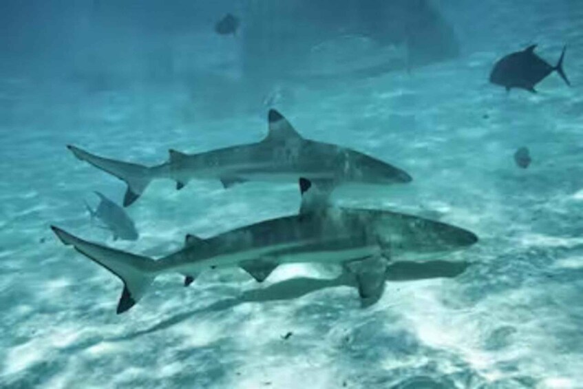 Picture 4 for Activity Moorea: Glass Bottom Boat Adventure with Lagoon Wonders 5