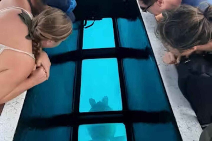 Picture 2 for Activity Moorea: Glass Bottom Boat Adventure with Lagoon Wonders 3