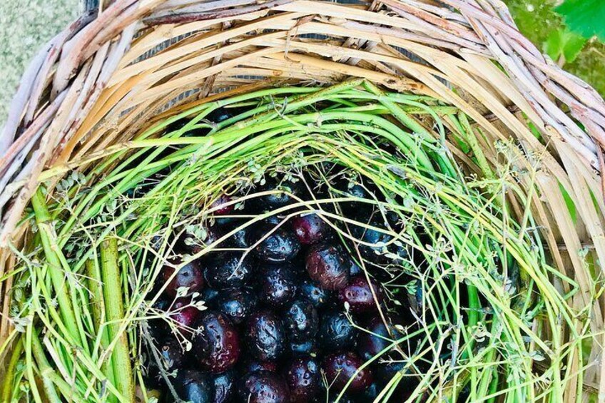 Olive Oil Tasting and Farm Tour in a Regenerative Sicilian Farm 4