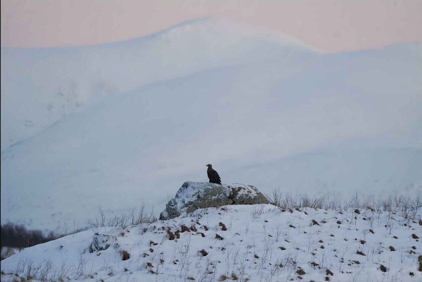 A bird perched on a rock in a snowy landscape. 4
