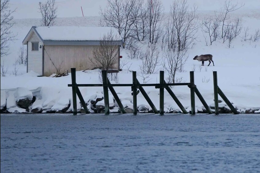 A snowy landscape with a wooden fence, a small shed, and a moose standing on the fence. 3