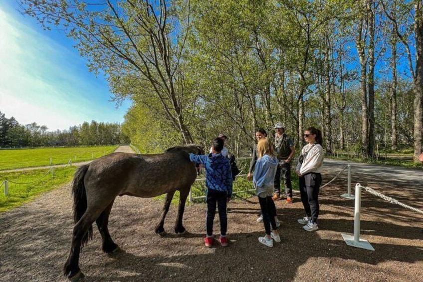 Reykjavík: Golden Circle, Kerid and Fridheimar Farm with Horses 5