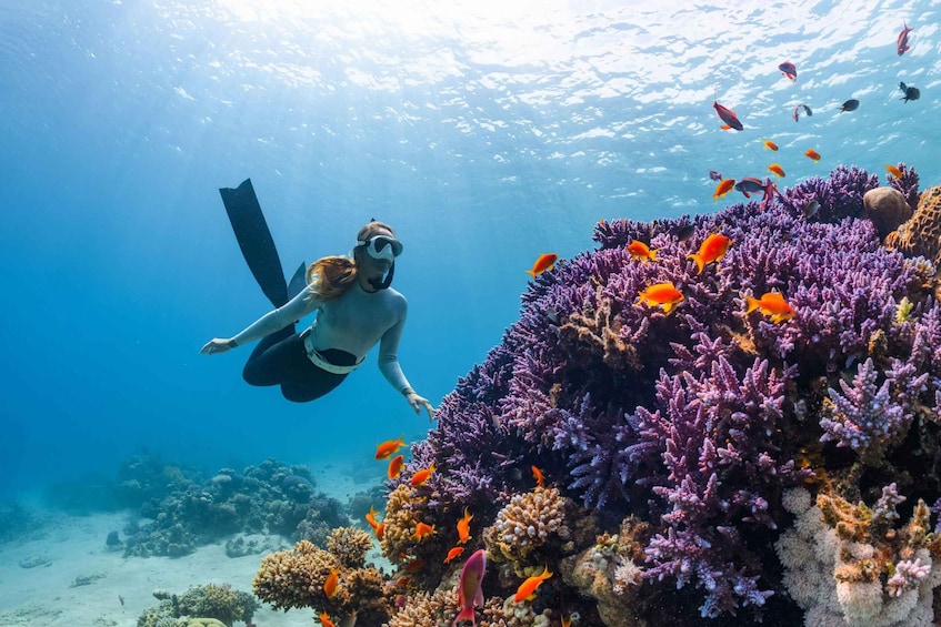 Picture 1 for Activity Red Sea Escape: Premium Boat Experience to Bayada Island 4