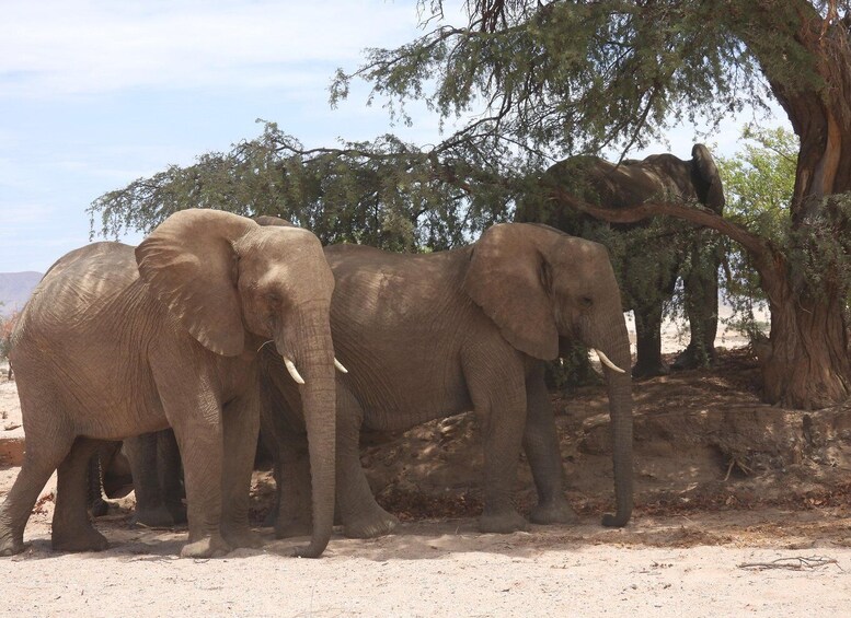 Two elephants near a tree in a dry, sandy environment. 1