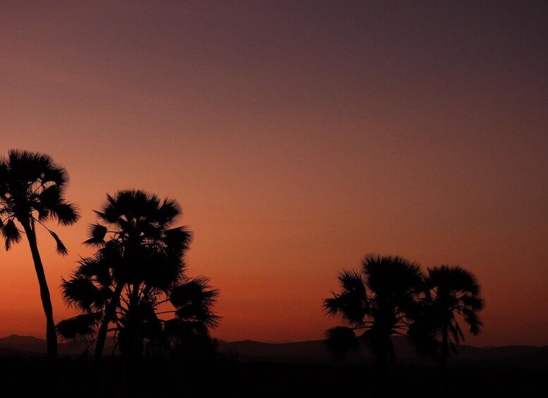A sunset with palm trees silhouetted against a gradient sky. 2