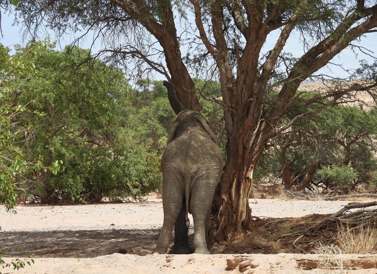 An elephant standing under a tree in a dry, sandy area with sparse vegetation. 3