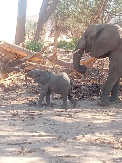 Two elephants walking on a sandy ground with sparse vegetation and fallen branches. 5