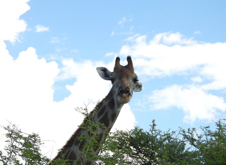 Picture 3 for Activity Elephant Adventure with Herson - a native of Damaraland 4