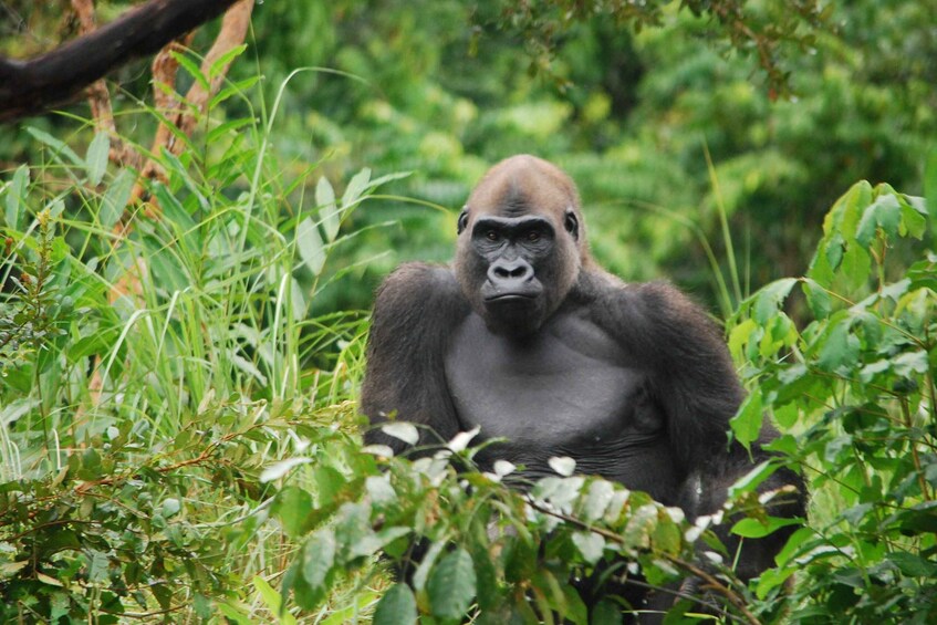A gorilla in a dense green forest. 1