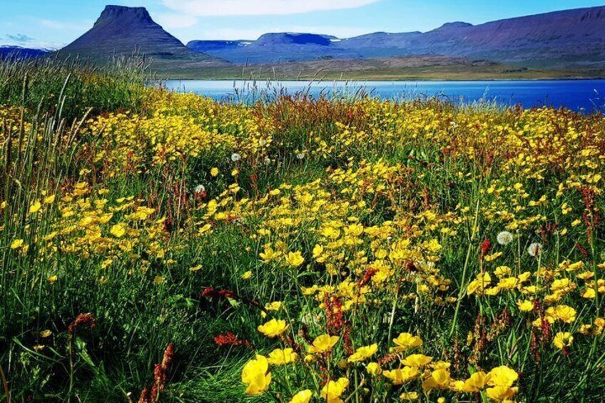 Vigur Island Tour with Return Boat Transfer from Ísafjörður 2