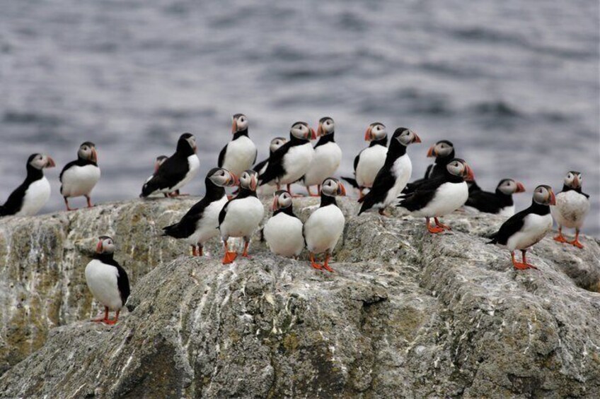 Vigur Island Tour with Return Boat Transfer from Ísafjörður 1