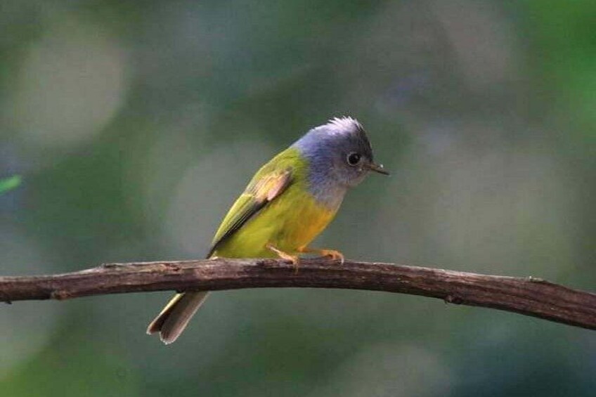 Birds Photograph Tour Doi Inthanon 5