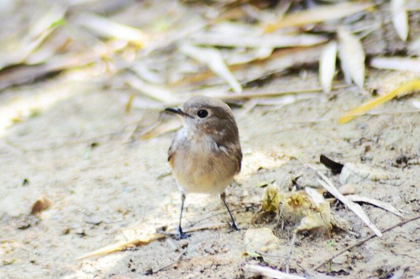 Birds Photograph Tour Doi Inthanon 4