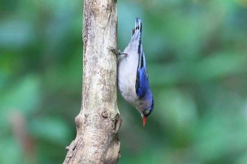 Birds Photograph Tour Doi Inthanon 1