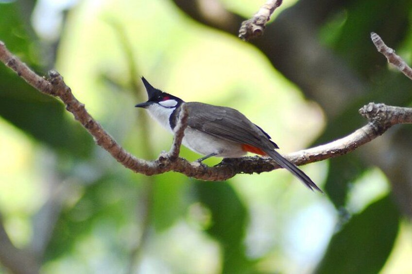 Birds Photograph Tour Doi Inthanon 2