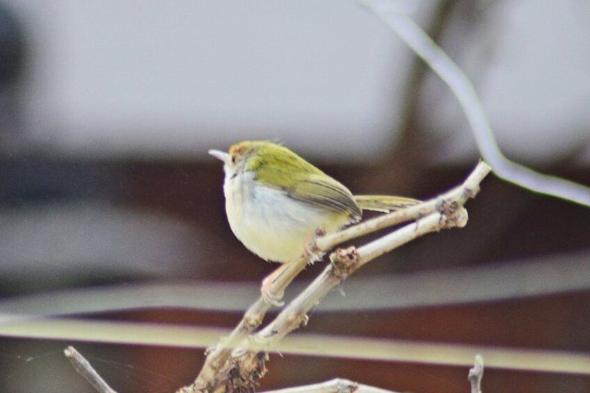 Birds Photograph Tour Doi Inthanon 3