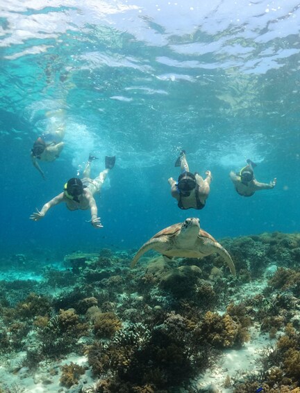 Divers swimming underwater with a sea turtle and coral reef in the background. 1