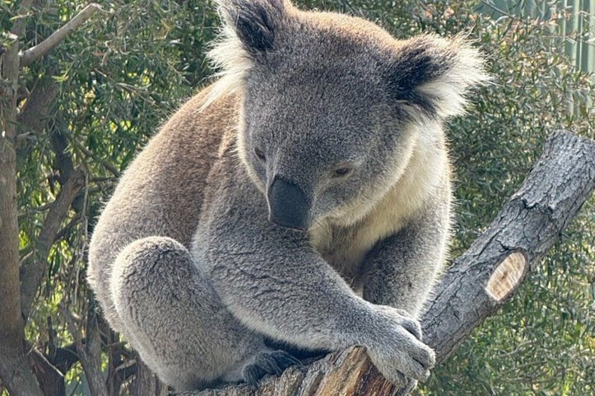 En koala som sitter på en trädgren. 5