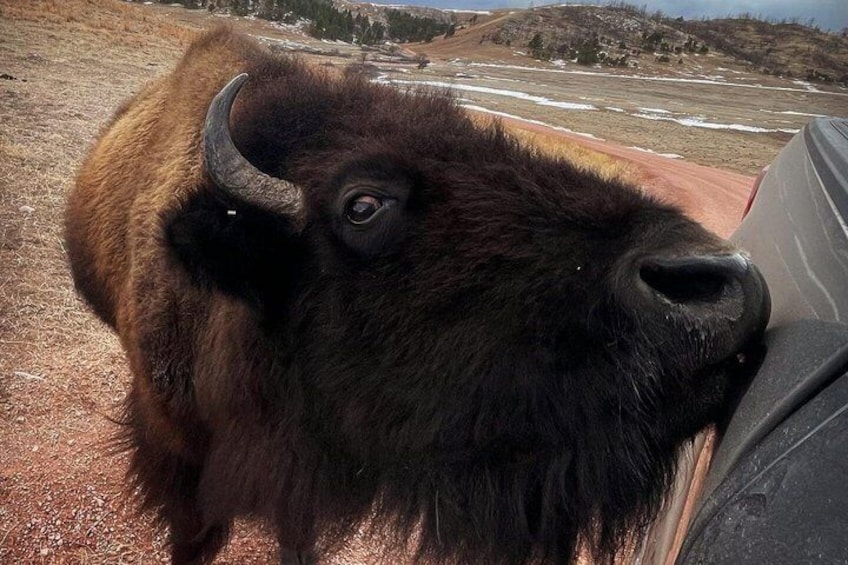 En bison som står på en grusväg med ett fordon i bakgrunden. 2