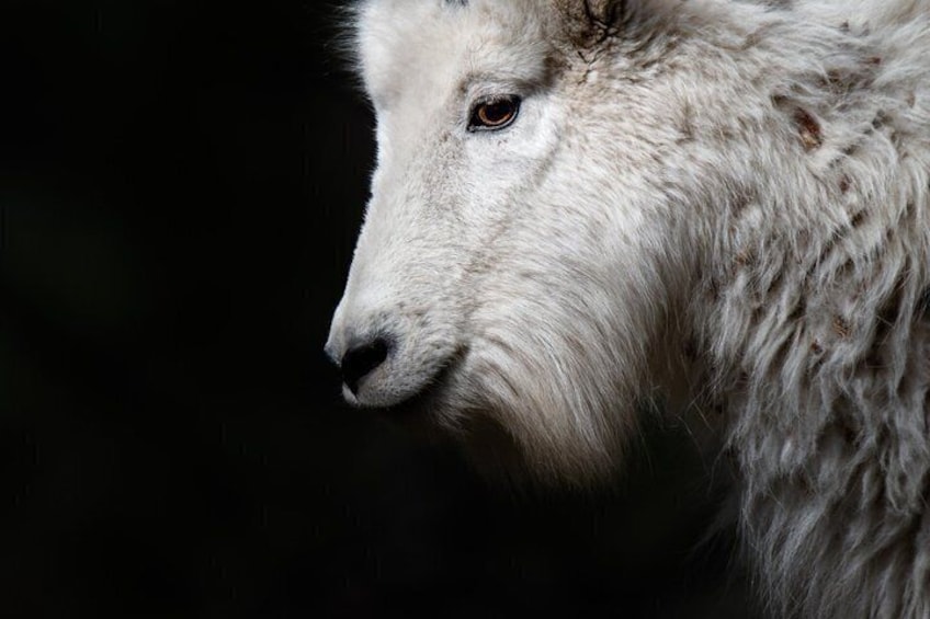 En närbild på huvudet av ett vitt djur, troligen en hund eller en varg, med en mörk bakgrund. 1