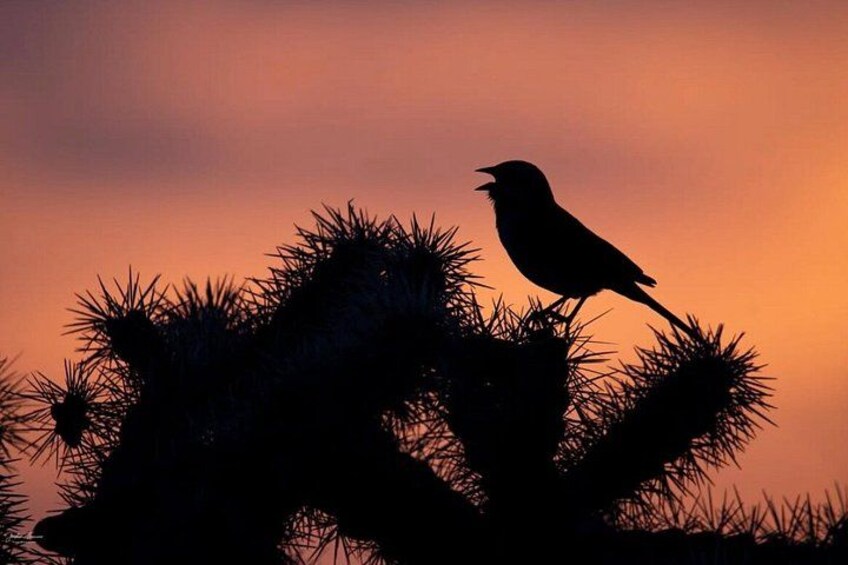 Vogelkontur vor einem Sonnenuntergangshimmel, sitzend auf stacheliger Vegetation. 2