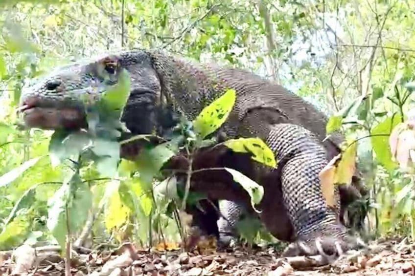 Komodo Tour Day Trip from Bali with Flight and Private Boat 3