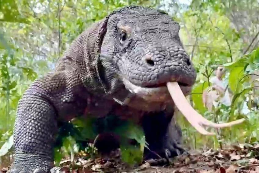 Komodo Tour Day Trip from Bali with Flight and Private Boat 1