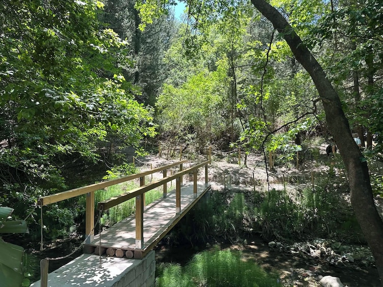 Un puente de madera sobre un río tranquilo, rodeado de abundante vegetación y árboles. 3