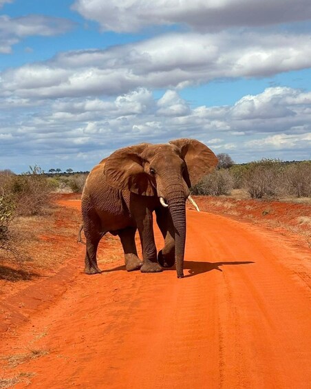 Picture 56 for Activity Red Elephants & Kilimanjaro Views: 3-day Tsavo East/Amboseli 2