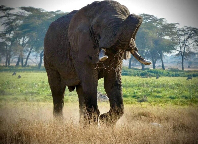 Picture 48 for Activity Red Elephants & Kilimanjaro Views: 3-day Tsavo East/Amboseli 4