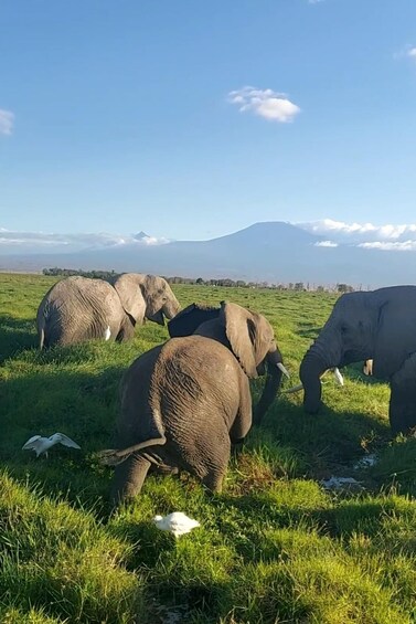Red Elephants & Kilimanjaro Views: 3-day Tsavo East/Amboseli 1