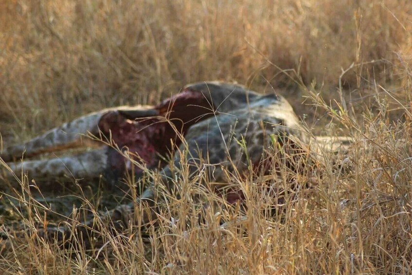 Picture 49 for Activity Red Elephants & Kilimanjaro Views: 3-day Tsavo East/Amboseli 3
