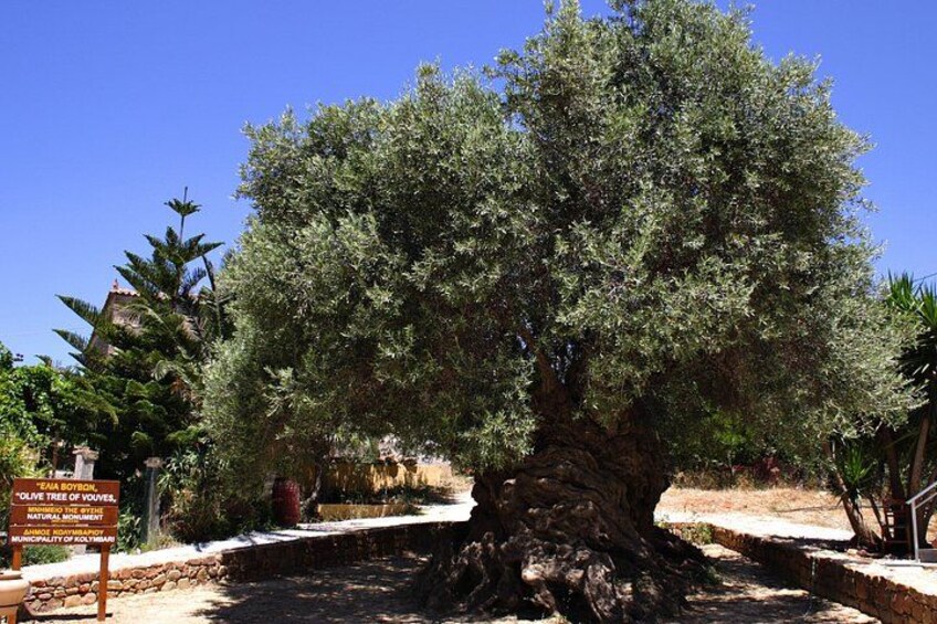 Crete Food & Wine Tour: Olive Oil, Cheese & Wine Tasting 5