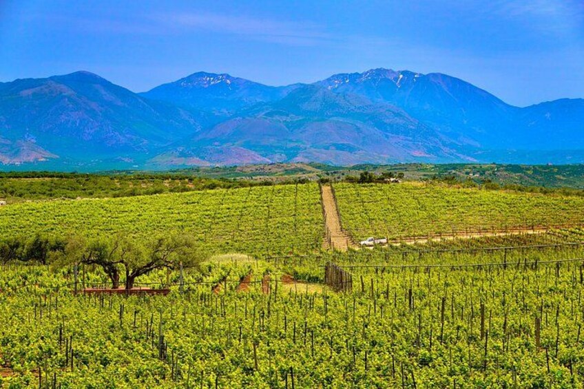 Crete Food & Wine Tour: Olive Oil, Cheese & Wine Tasting 2