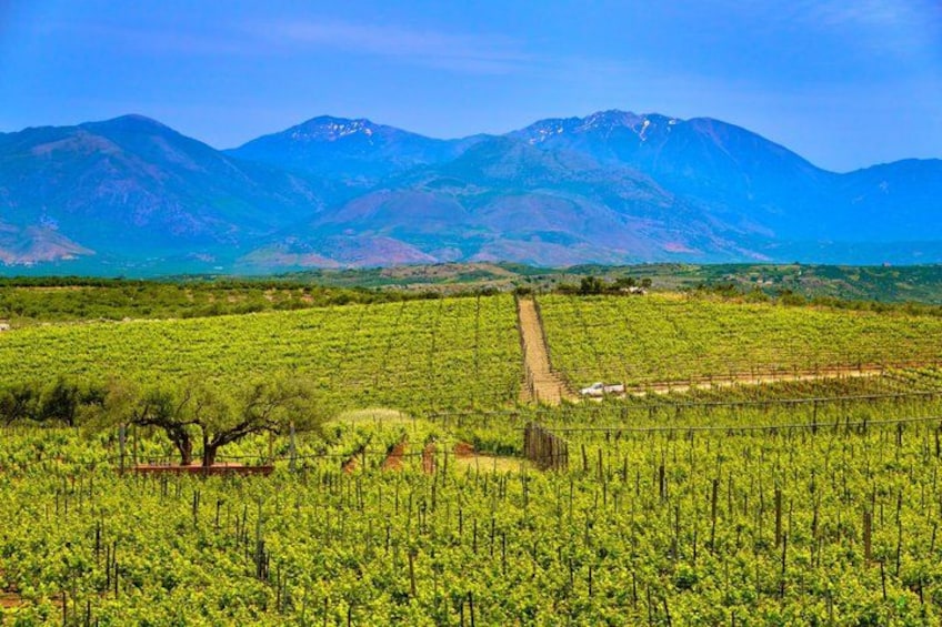 Ein Weinberg mit Reihen von Weinreben, ein einzelner Baum und Berge im Hintergrund. 2