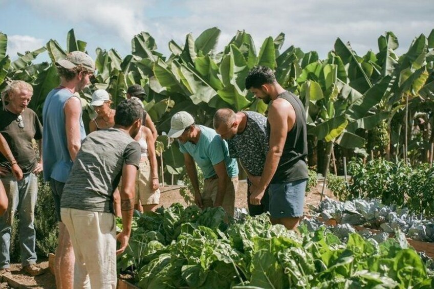 Un groupe de personnes se trouve dans un champ où poussent des bananiers. 5