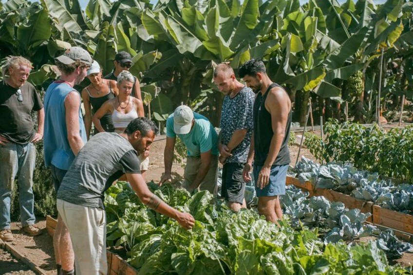 Un grupo de personas en un jardín, algunas inclinándose sobre las plantas. 2