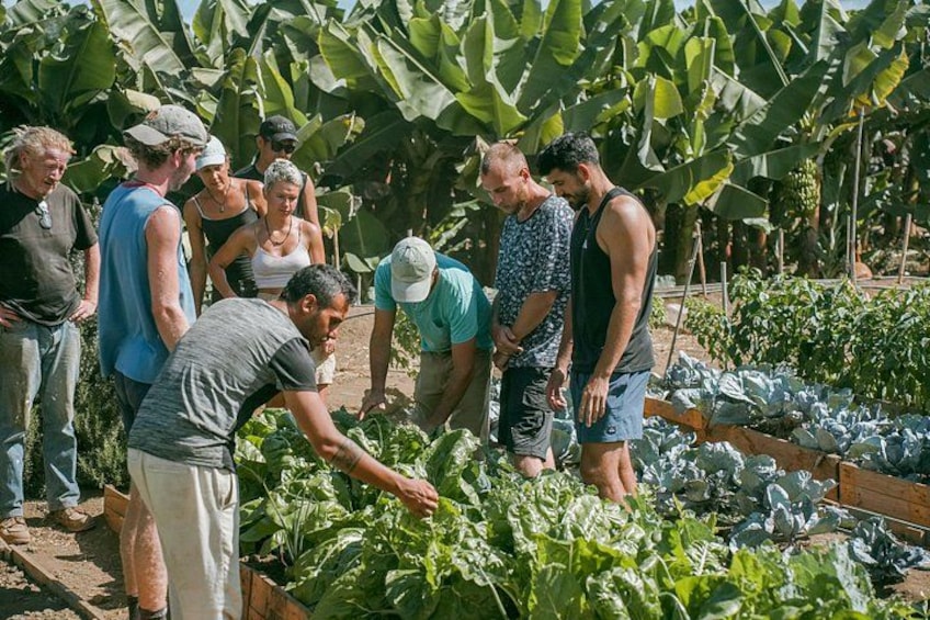 Tenerife's Hidden Oasis Cover: Sustainable Farm Tour 3