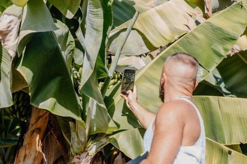 Une personne prend une photo avec un smartphone, entourée de grandes feuilles de bananier. 4