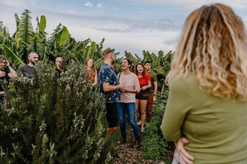 Un groupe de personnes se tient dans un champ, entouré de plants de bananiers. 3