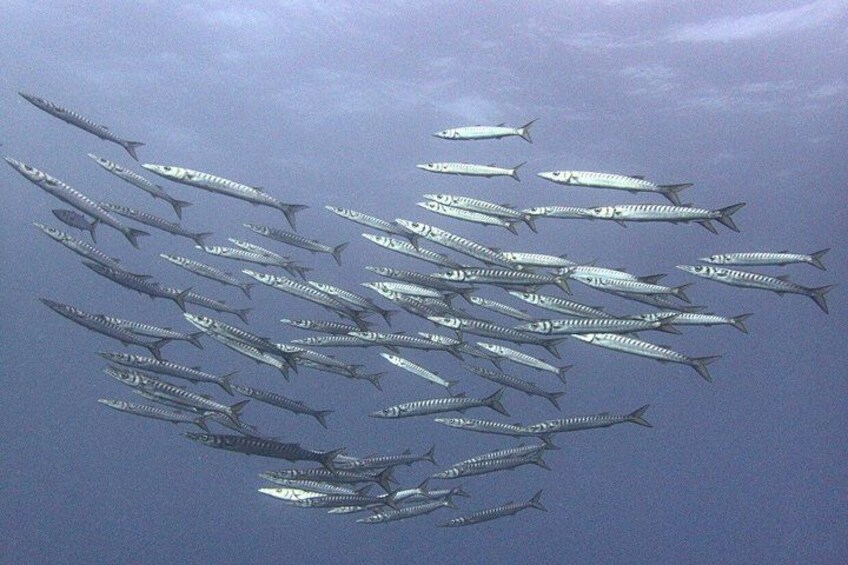 A school of fish swimming in formation. 3