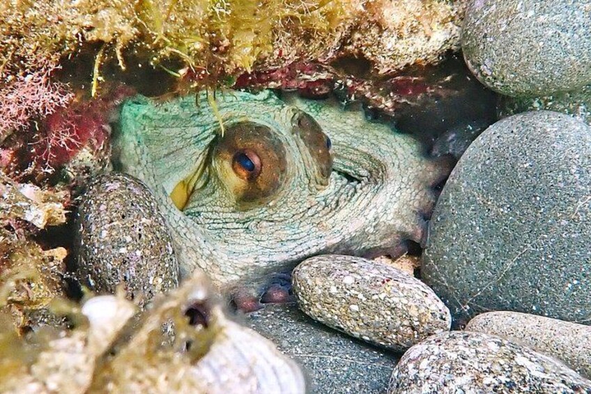 A sea turtle camouflaged among rocks and seaweed. 4