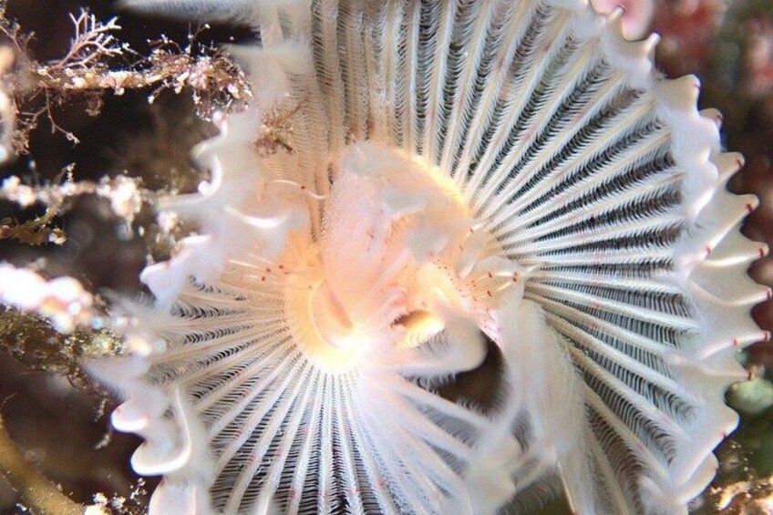 A close-up of a white sea anemone with a central mouth surrounded by tentacles. 2